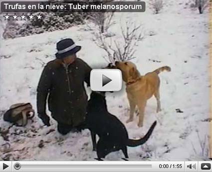 Trufas en la nieve: Tuber melanosporum